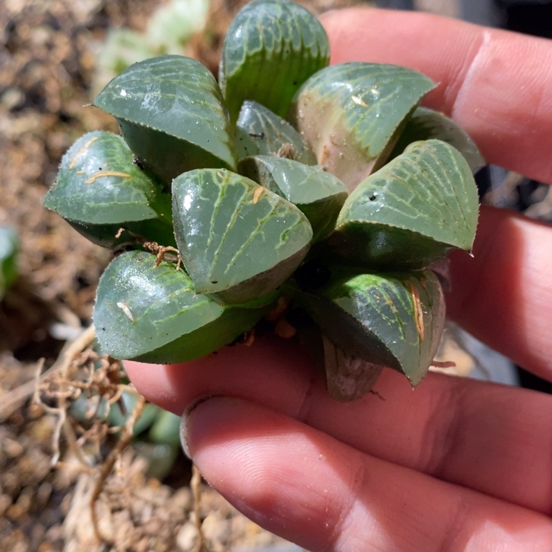 143 一颗实生咖啡 点赞福利