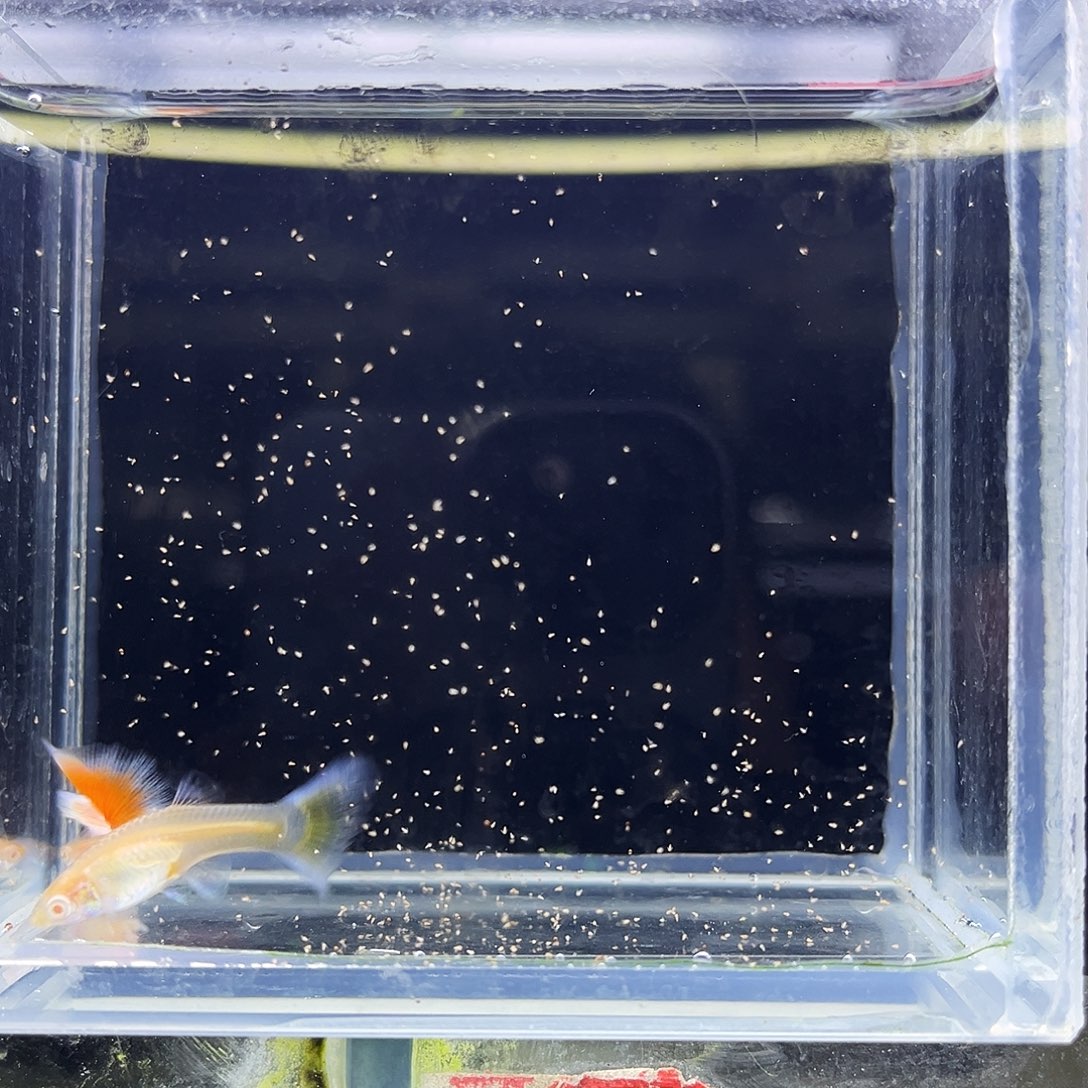 孔雀鱼紫白飞船一对