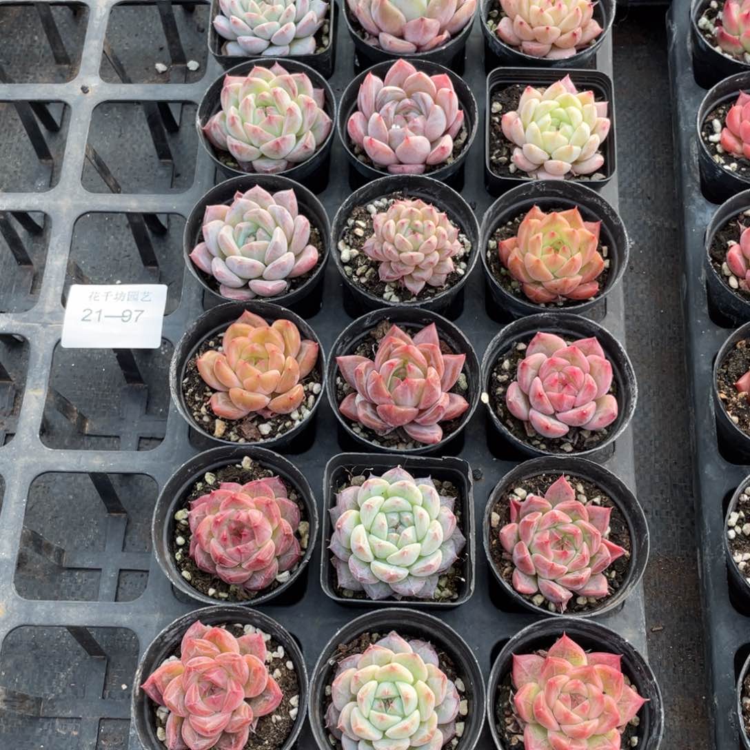 霖*一物一拍18颗21-97