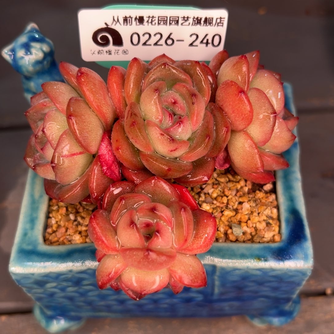 多肉一物一拍0226-240