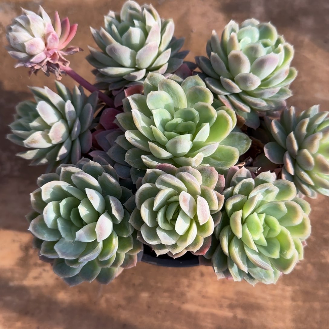 冰片锦群多肉植物