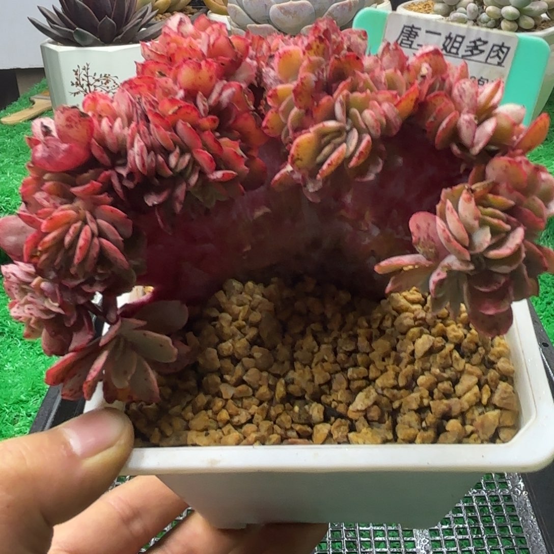 唐二姐多肉编号184