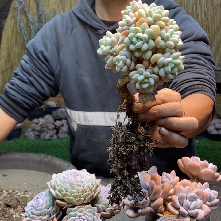 莫***斯03号多肉植物多肉植物