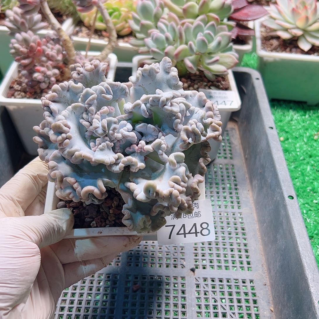 无花朵多肉一物一拍7448