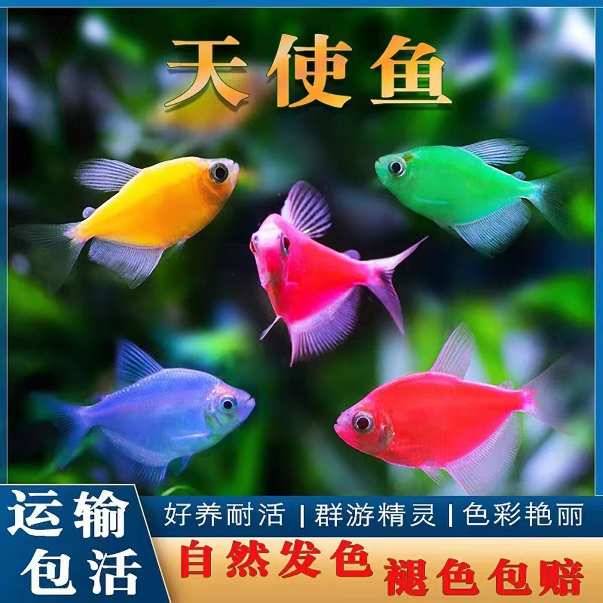 精品大号天使七彩天使小型淡水观赏鱼色彩斑斓群游耐活新手好养