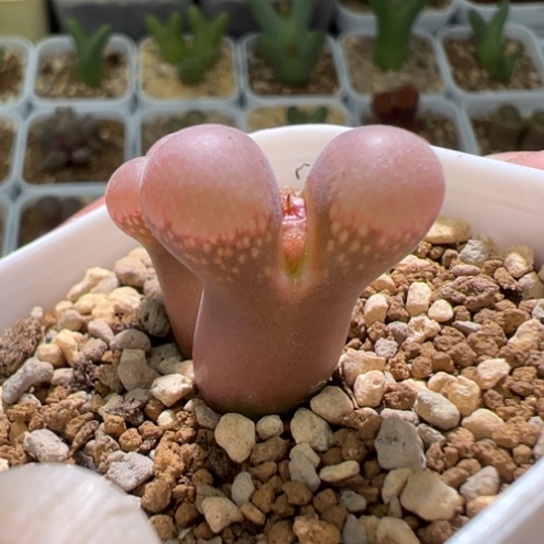 肯哈德双头一颗小尺寸大小窗福利735。