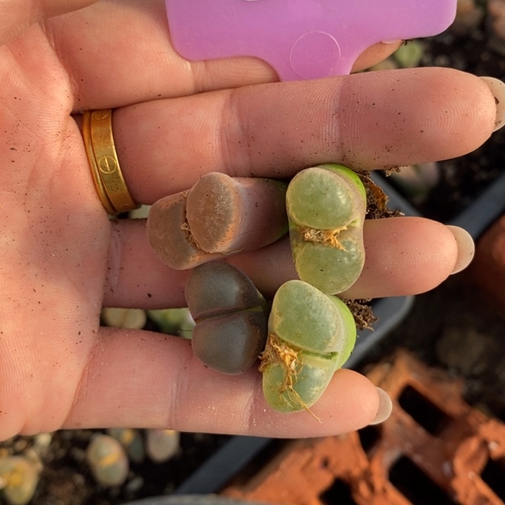 春***春生石花等植物的生长013