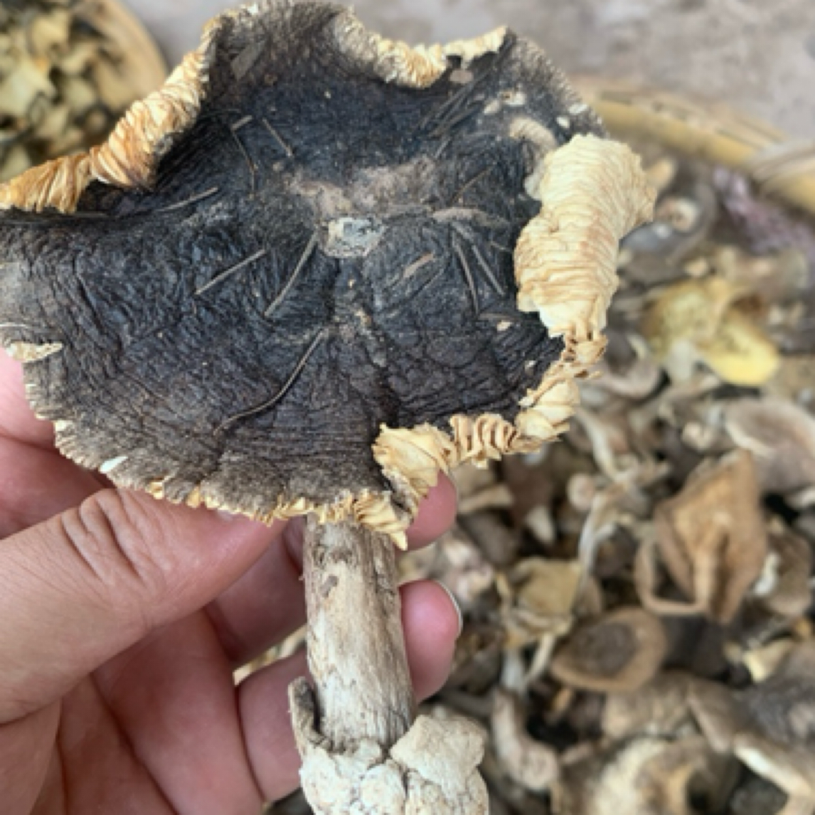 【五子甄选】野生东北草鸡纵天然可炒肉打卤的野蘑菇美味蘑菇榛蘑