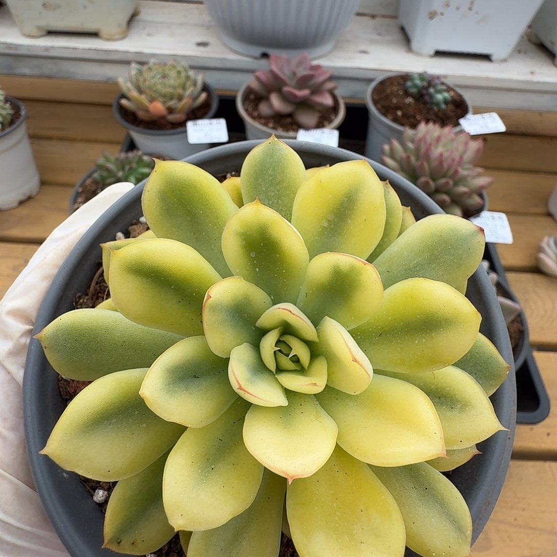 荷花锦111111223-59