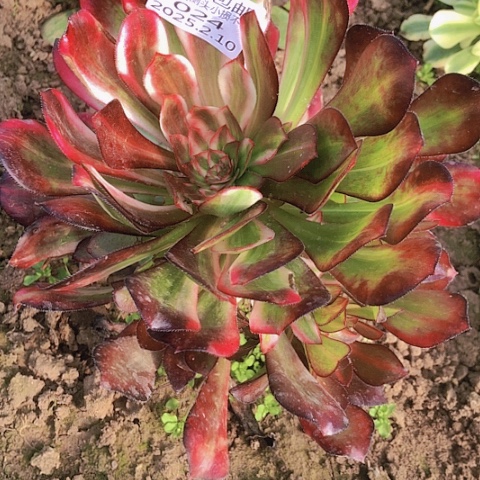 国***?2.10-24花蝴蝶多肉植物