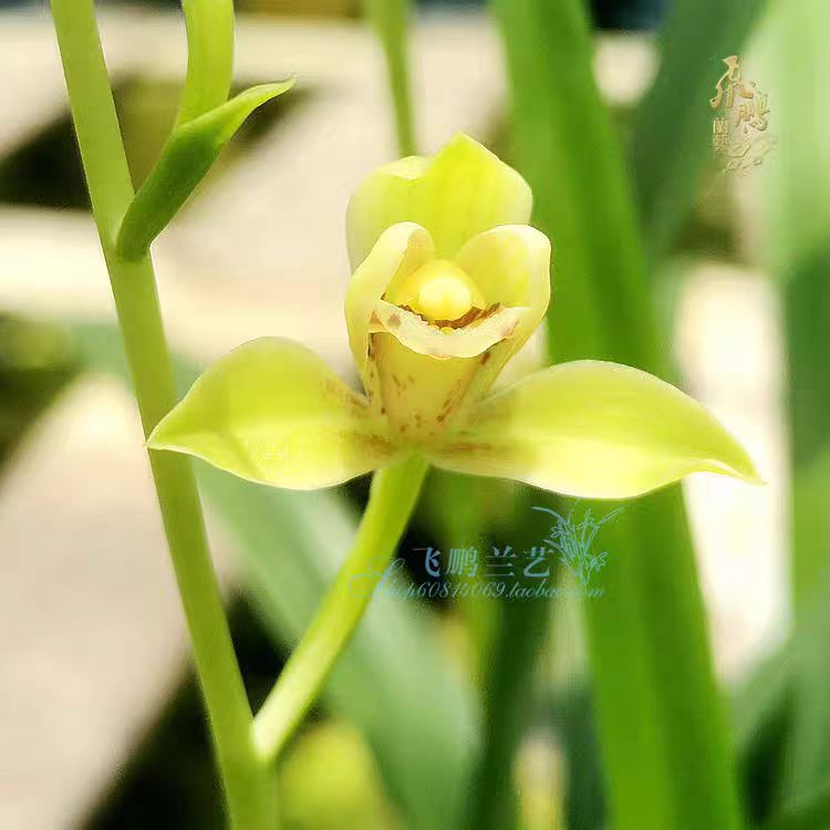 带花芽兰花苗建兰 宜宾荷仙 阳台庭院川兰佳品皮实浓香好养绿植