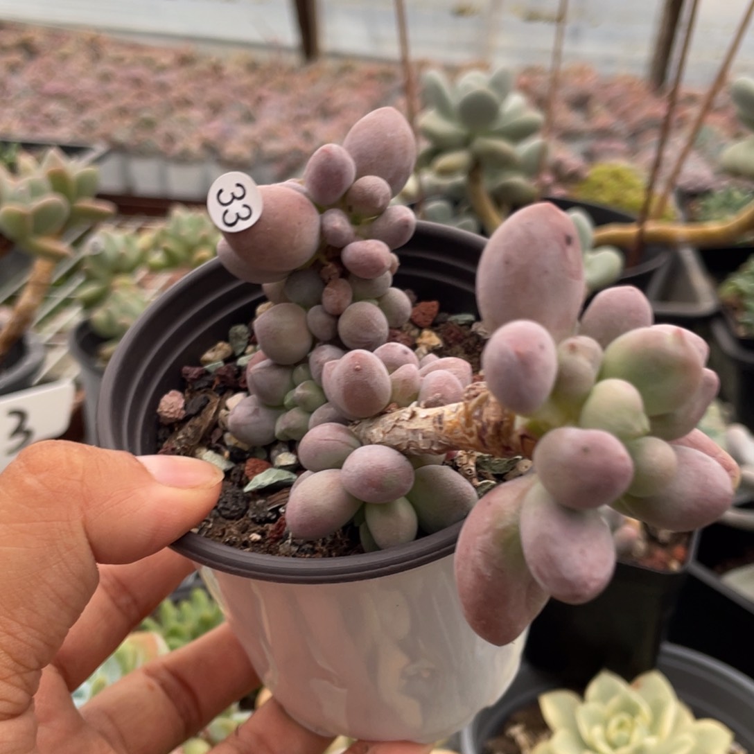 仙子奶酪老桩多头