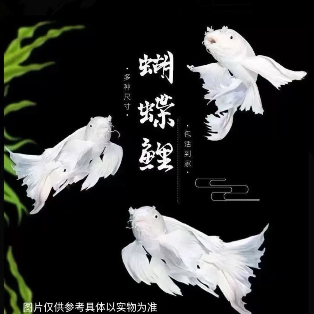 普身11-14CM2石膏白蝴蝶鲤观赏鱼大鳍大尾好养耐活