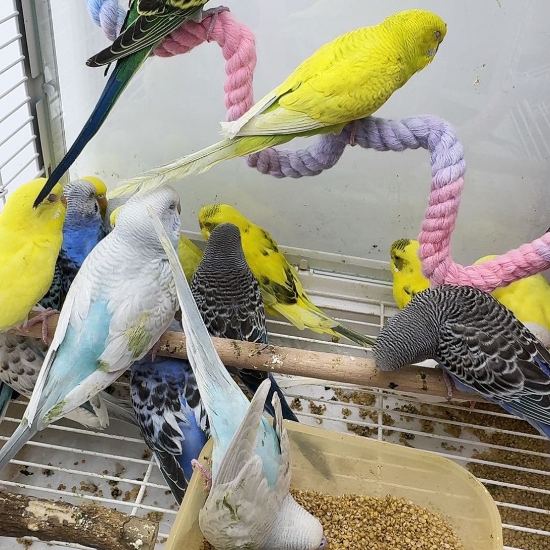 虎皮鹦鹉虎皮鹦鹉