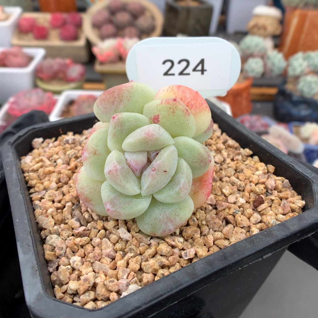 224 新春特双头冰玉石化