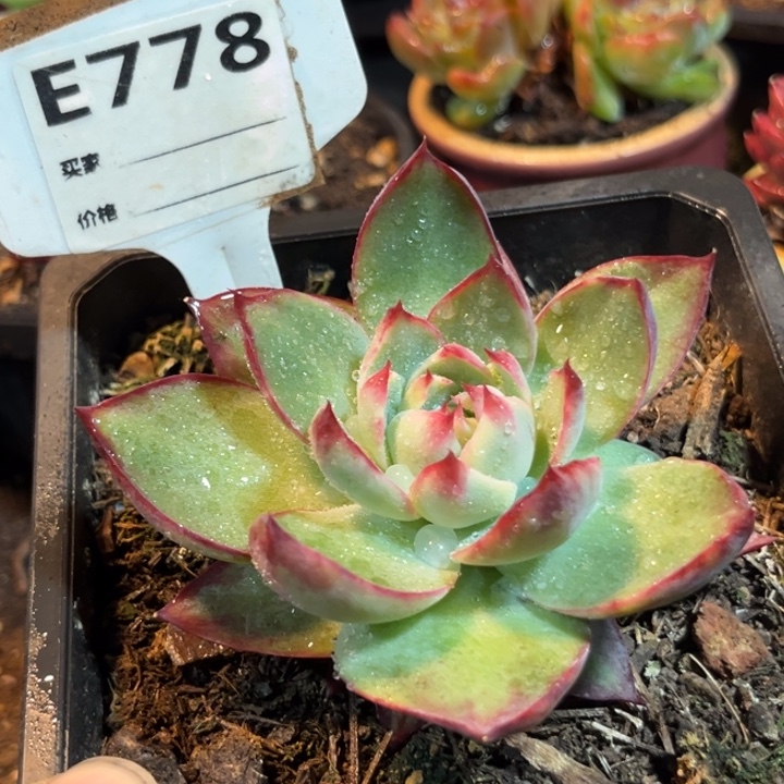 778惊鸿一物一拍包装收缩花旱