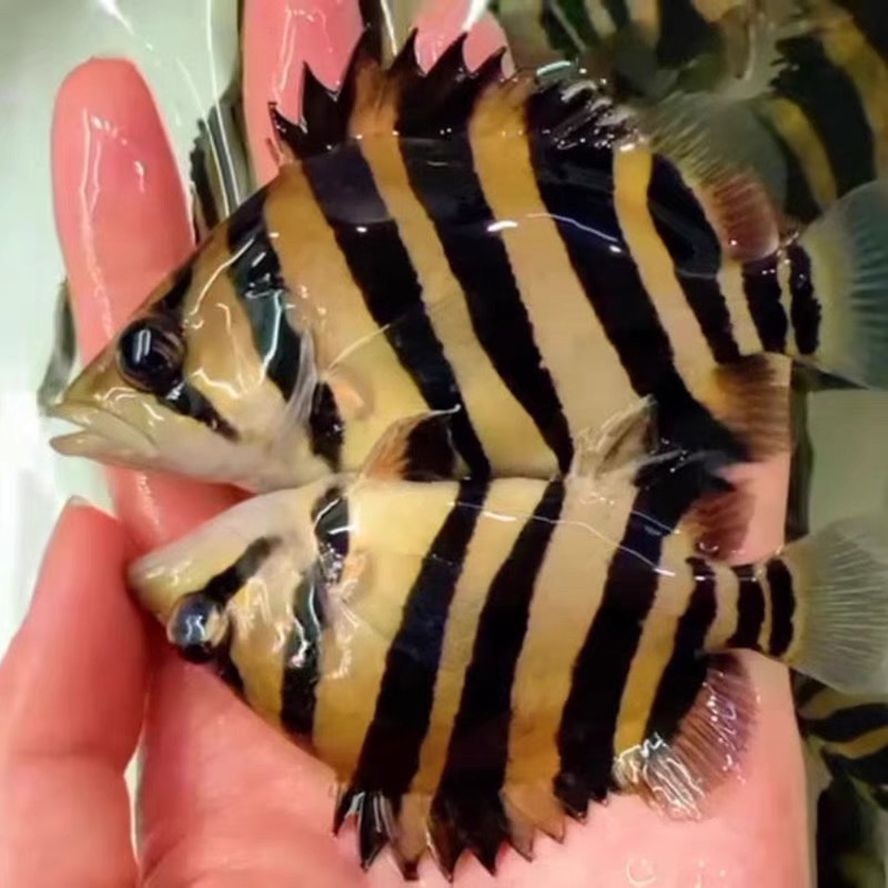 虎鱼苏虎4纹虎观赏鱼直播改价链接