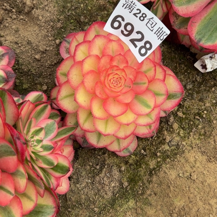 6928南倾城多肉植物