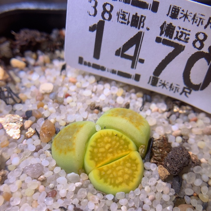 Sss精品生石花1470