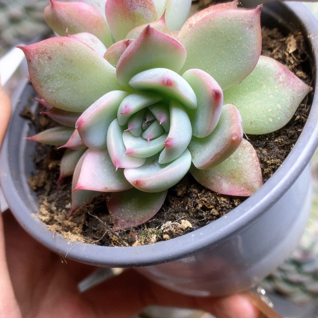 299锦锦锦锦锦锦锦