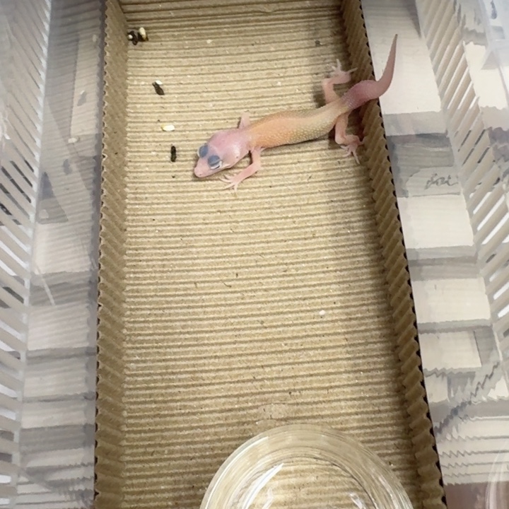 豹纹守宫雷达豹纹苗子06