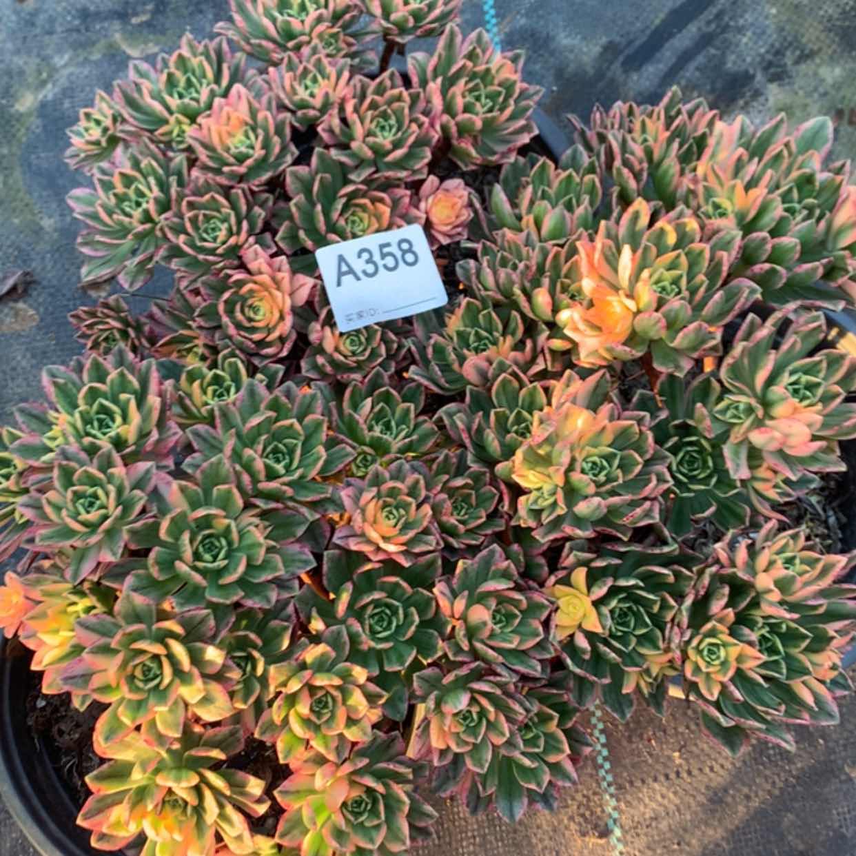 【闪购商品】358 甜