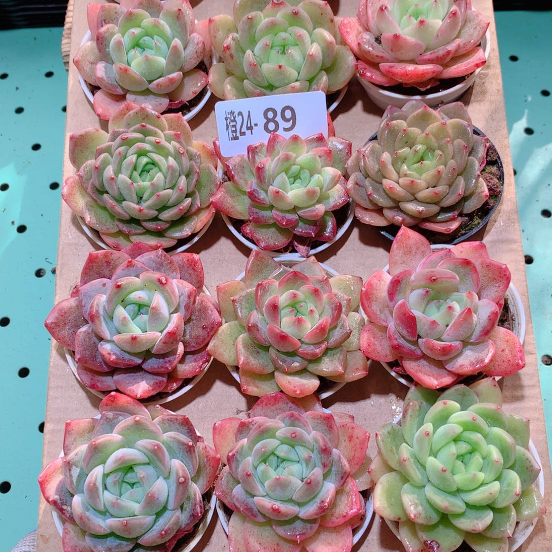 24-89一物一拍多肉带盆18颗