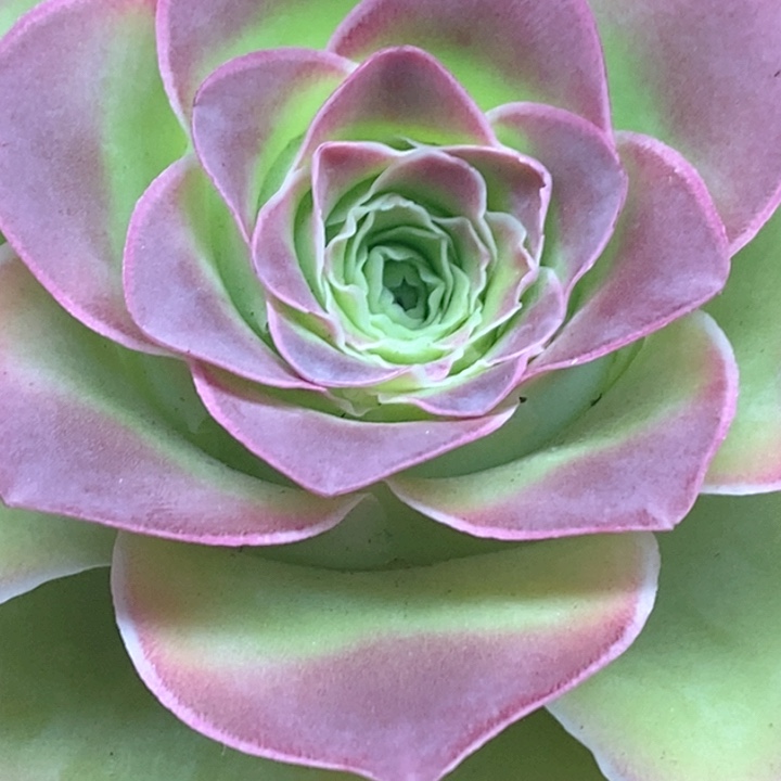 晚****楹楹山地玫瑰/173