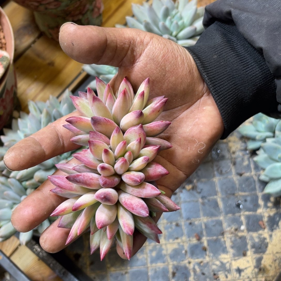 彩体虞美人多肉植物
