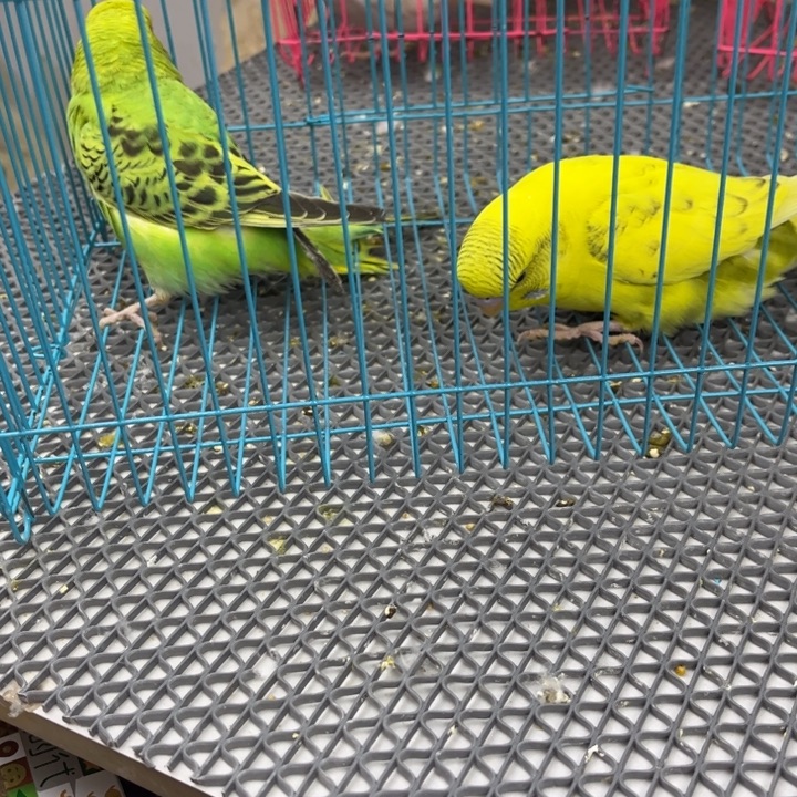 一***️虎皮鹦鹉虎皮鹦鹉