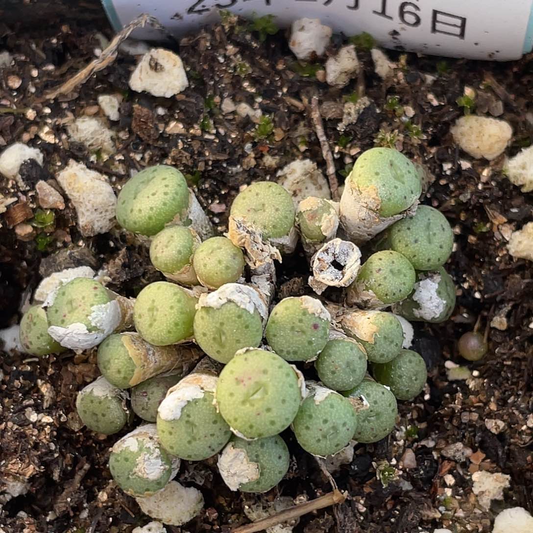 16-99肉锥多肉植物