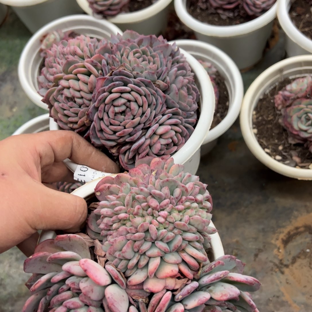 玛瑙缀化大盆整桩