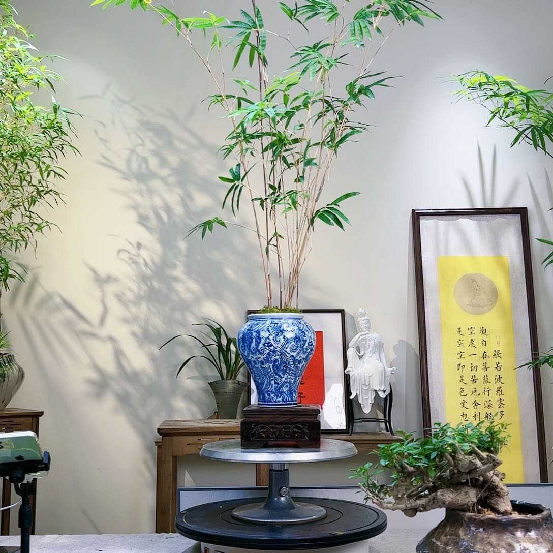 春**意老桩精品竹盆景