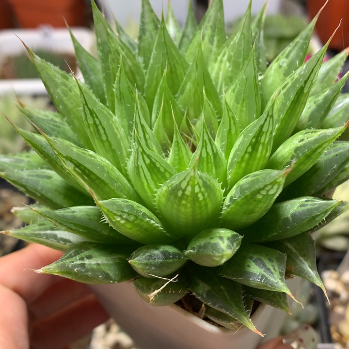 曲水带盆土发货的