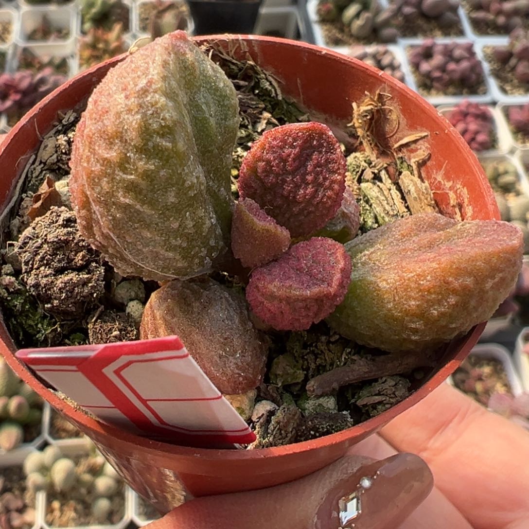实生新品多肉植物水泡