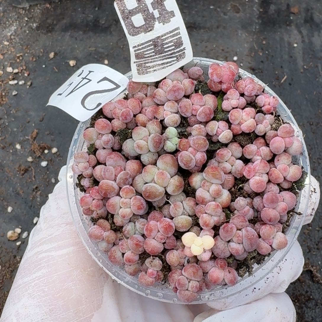 多肉植物多肉植物245量拍