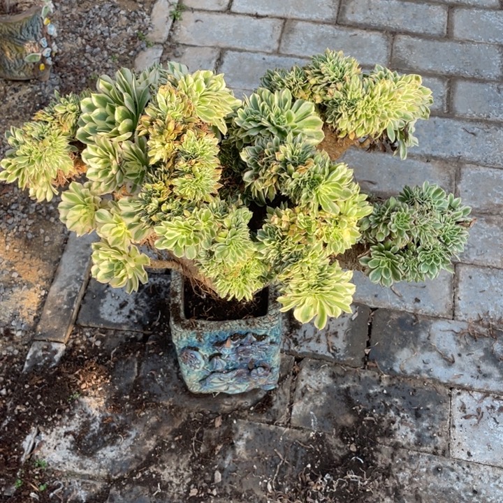 阳***5法师老桩缀化迈巴赫