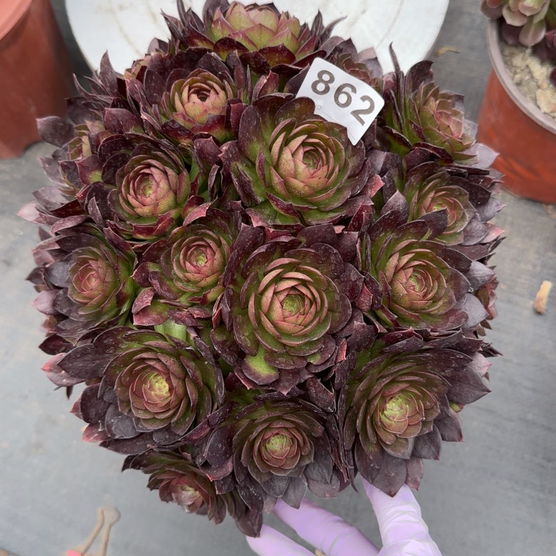 862多肉植物若桃