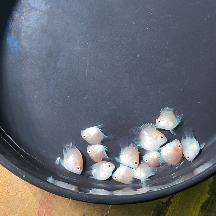 海水鱼胭脂粉9送2备损