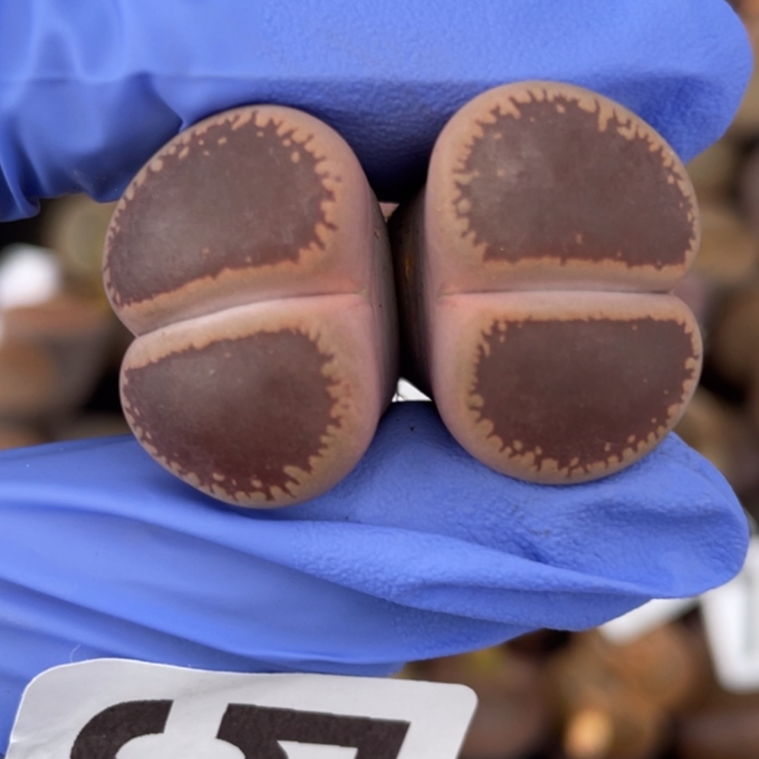 非偏远满20包邮559