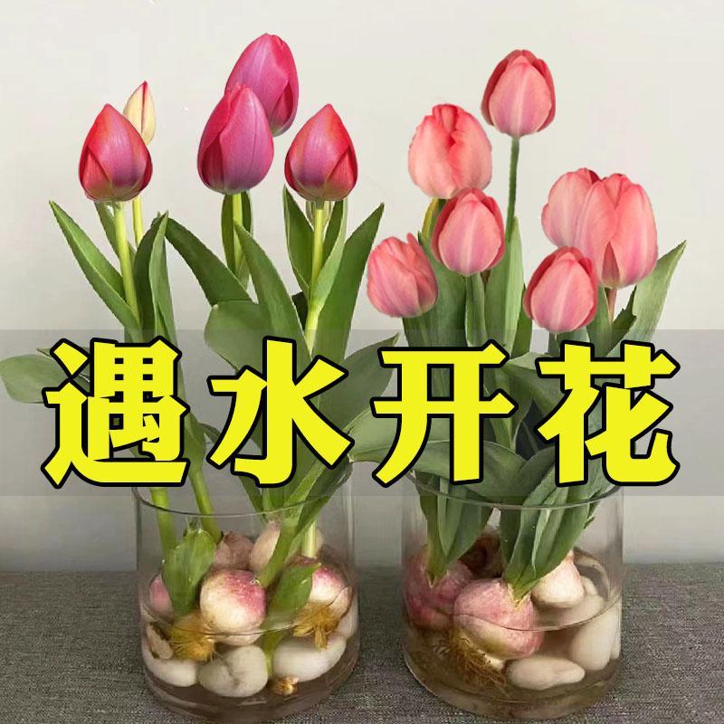 10颗郁金香种球水培花卉植物室内盆栽好养活花卉花苗四季开花种子