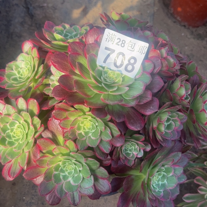 708水晶莲花有干巴多肉植物