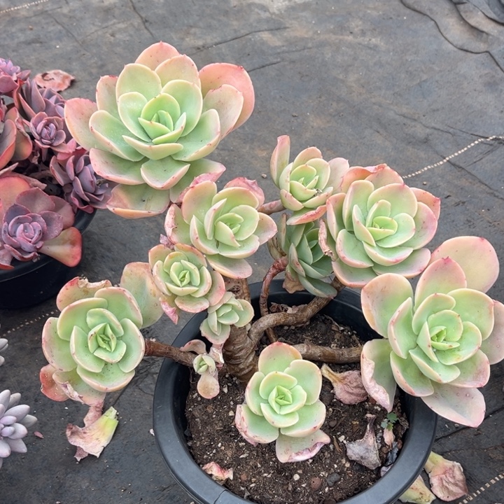 骑兵碧桃多肉植物6 8 7