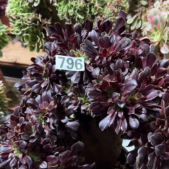 旧***燕多肉植物一个欧子796