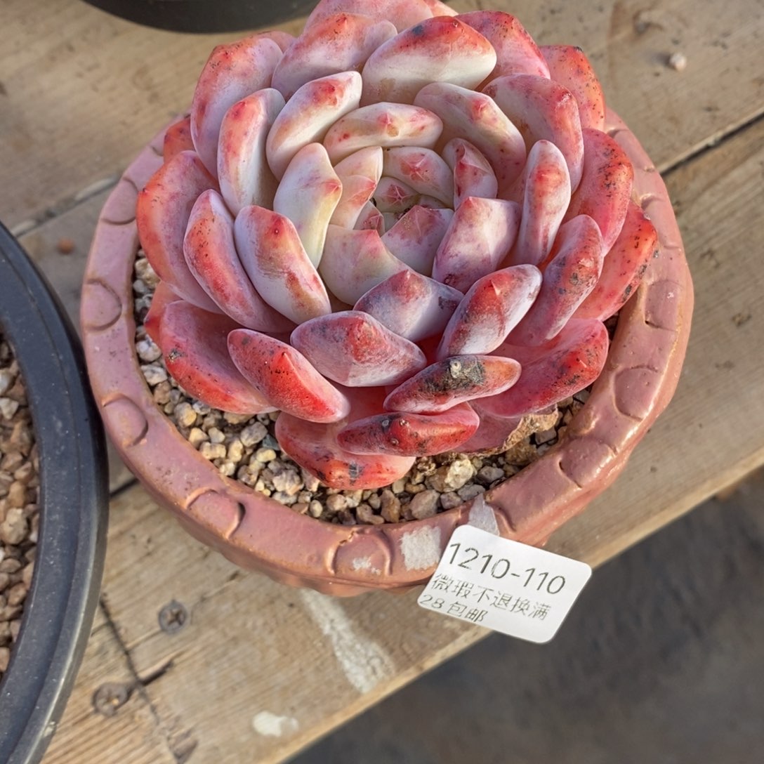 110号多肉小可爱一个呀