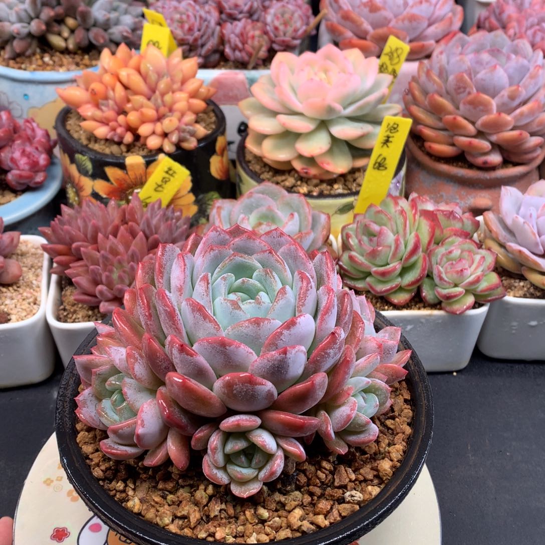 我们家的小仙女们