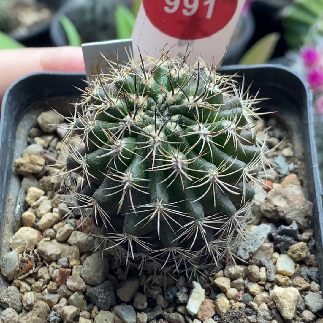 实生暗黑玉3.7cm一棵仙人球