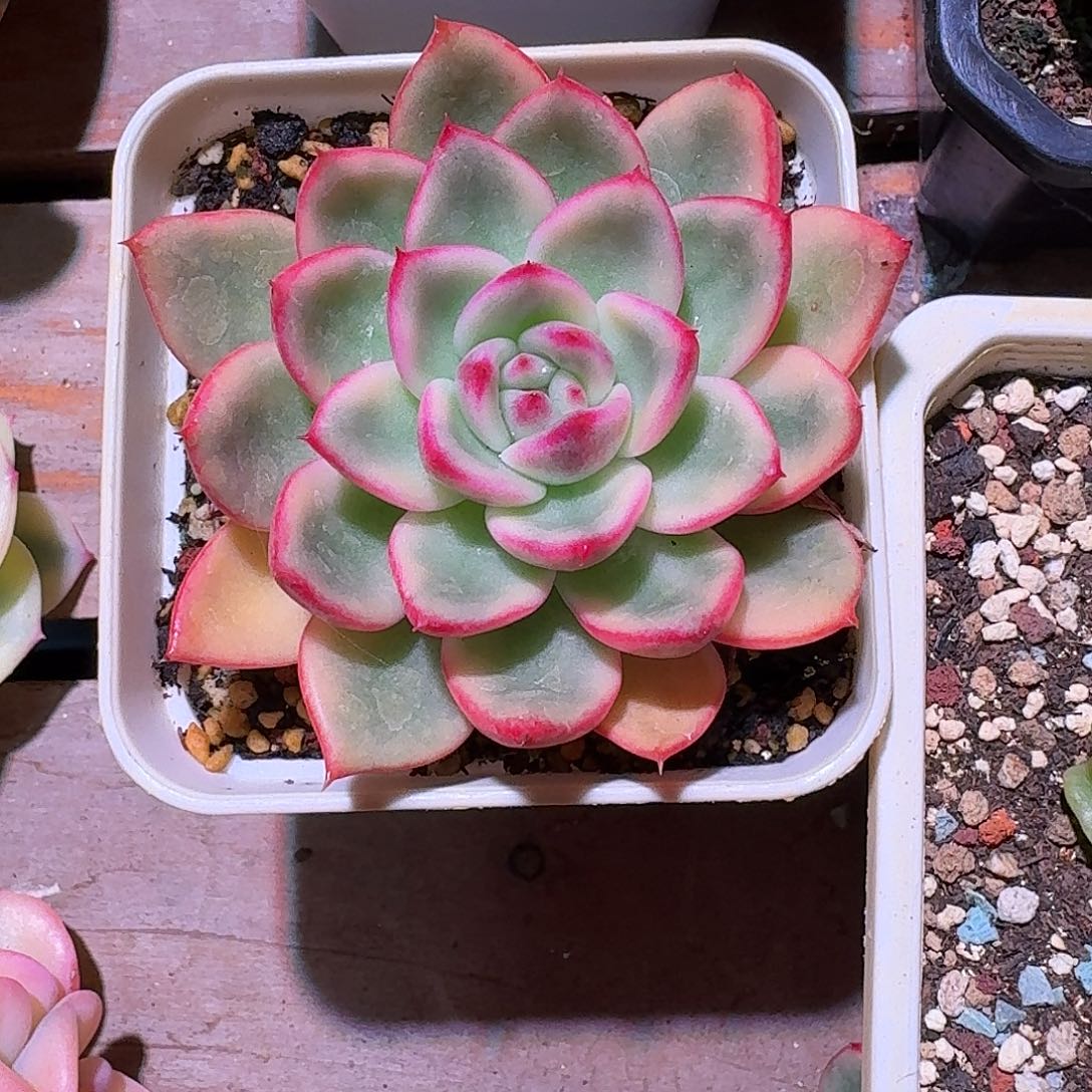 朱碧锦多肉多肉多肉