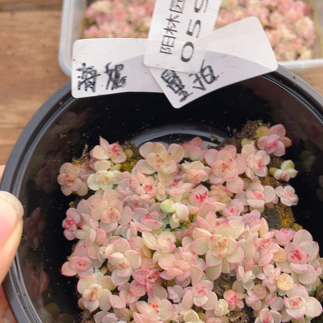 量拍多肉植物多肉植物598