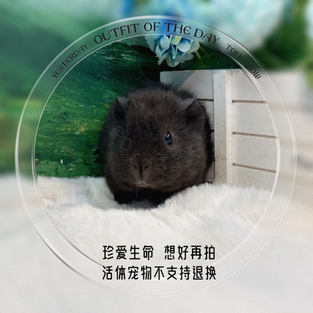 美泰弟弟 荷兰猪 豚鼠 包邮包风险
